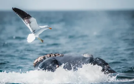 a bird flying over a humpback whale in the ocean