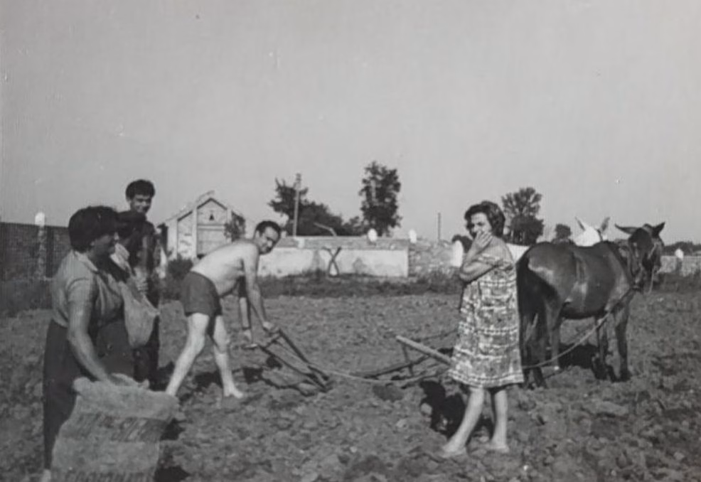 SUPERVIVENCIA EPISODIO 1 : ESPAÑA 1950-1960 BURGOS – COMIDA [RC5.4]
